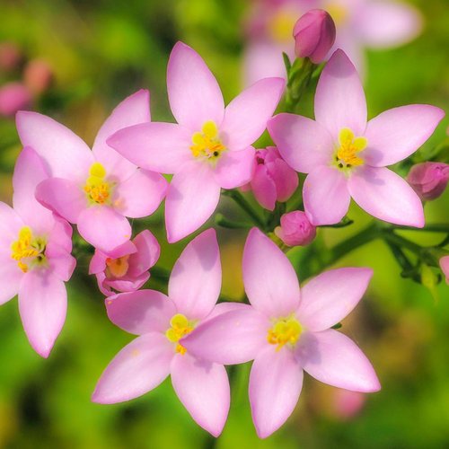 Centaury – Bachblüte Nr. 4