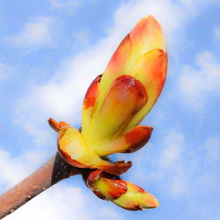 Chestnut Bud – Bachblüte Nr. 7