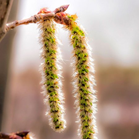 Aspen – Bachblüte Nr. 2