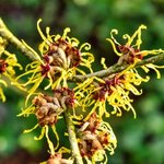 weiter zu - Hamamelis Wirkung und Anwendung