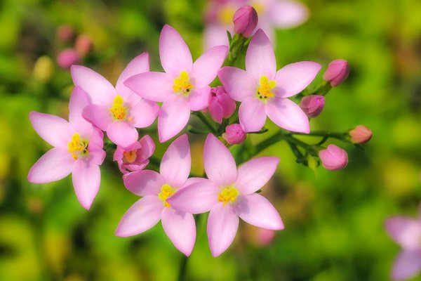 Die 38 Bachblüten für Gesundheit, Harmonie & Klarheit 