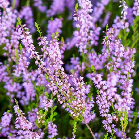 Heather – Bachblüte Nr. 14