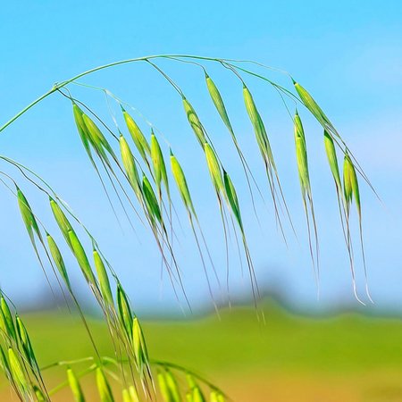 Wild Oat – Bachblüte Nr. 36