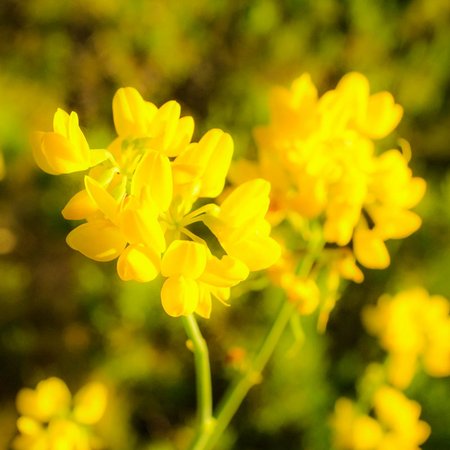 Gorse – Bachblüte Nr. 13