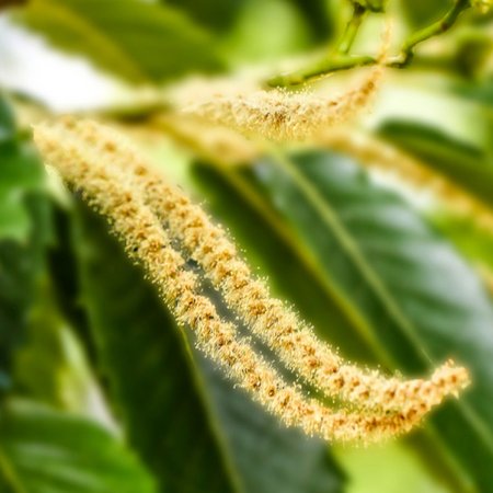 Sweet Chestnut – Bachblüte Nr. 30