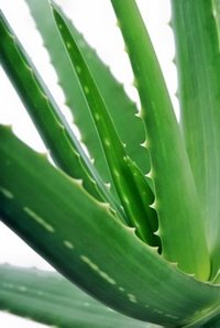 Aloe Vera: Gesundheit durch die Heilpflanze Aloe Vera - Aloe Vera zum Trinken