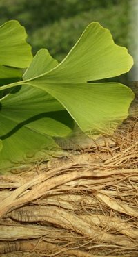 Ginseng und Ginkgo und ihre Wirkung