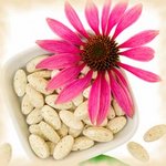 weiter zu - Echinacea – Wirkung und Anwendung