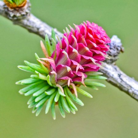 Larch – Bachblüte Nr. 19