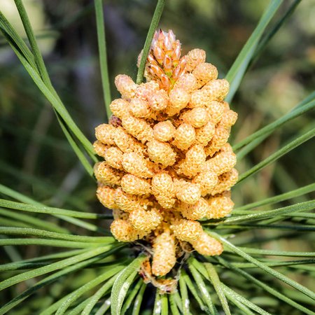 Pine – Bachblüte Nr. 24