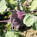 weiter zu Obst und Gemüse Sorten - Kohlrabi