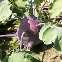 Obst Sorten und Gemüse Sorten: Kohlrabi - süß, saftig und gesund