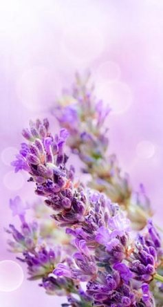 Lavendel - Wirkung und Anwendung