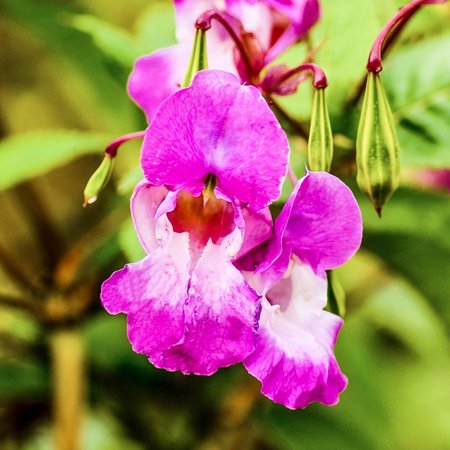 Impatiens – Bachblüte Nr. 18