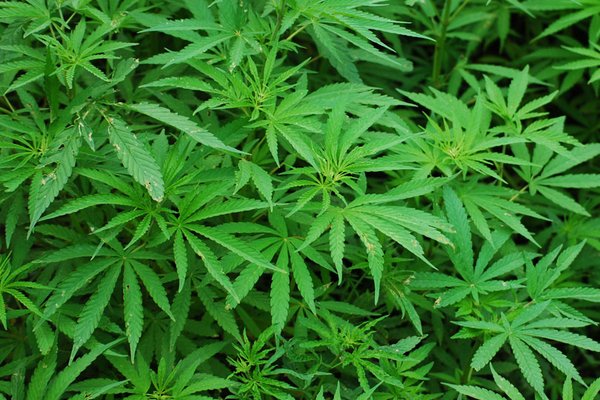 CBD – lindert sanft viele Beschwerden