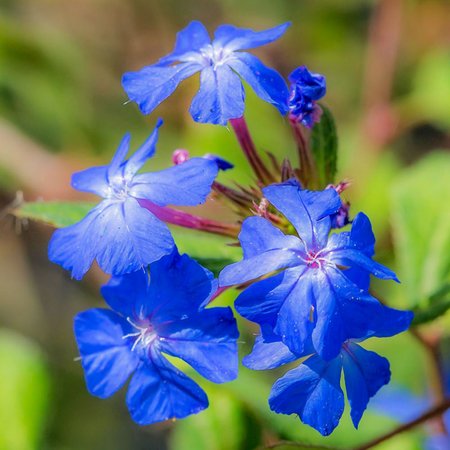 Cerato – Bachblüte Nr. 5