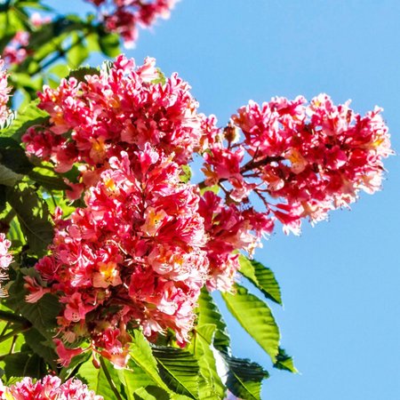 Red Chestnut – Bachblüte Nr. 25