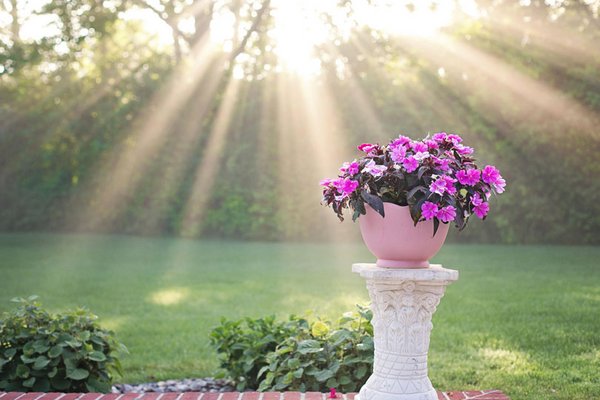 Wie Sie Ihre Pflanzen und Blumen optimal zur Geltung bringen