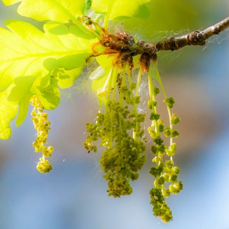 Oak – Bachblüte Nr. 22