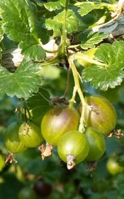 Obst Sorten und Gemüse Sorten: Stachelbeeren