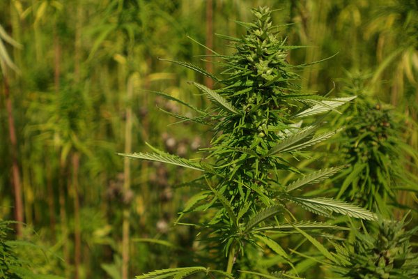 Sind CBD-Blüten legal?