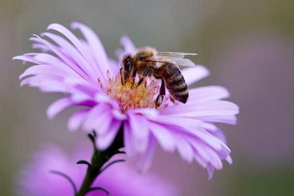 Insektengiftallergie: 5 Tipps, wie Sie sie in den Griff bekommen