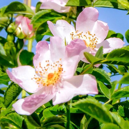 Wild Rose – Bachblüte Nr. 37