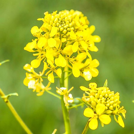 Mustard – Bachblüte Nr. 21