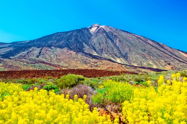 Ein Blütenmeer inmitten vulkanischer Gesteinsmassen – Pico del Teide