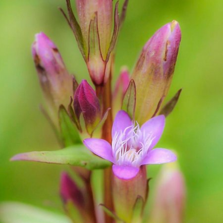 Gentian – Bachblüte Nr. 12