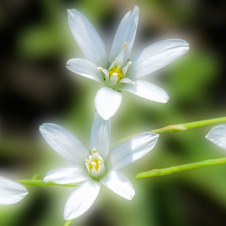 Star of Bethlehem – Bachblüte Nr. 29