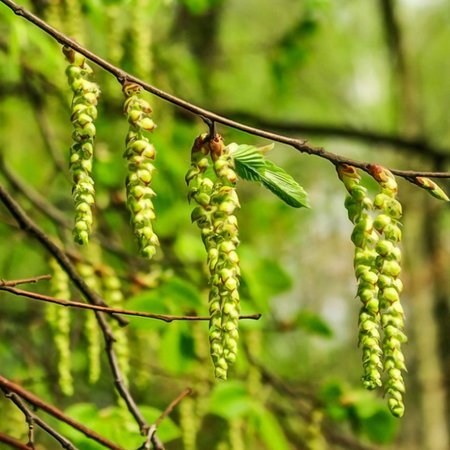 Hornbeam – Bachblüte Nr. 17