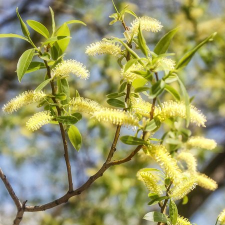 Willow – Bachblüte Nr. 38