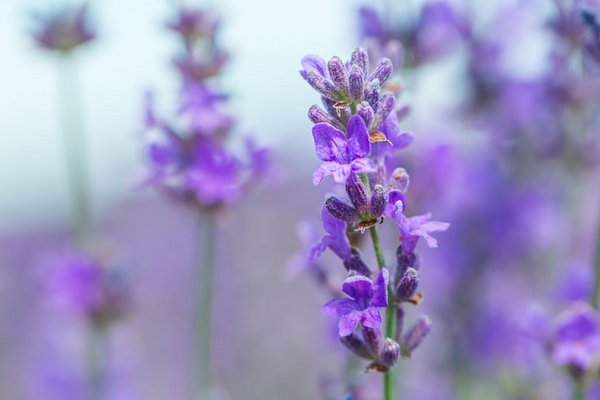 Naturmittel gegen Augenringe