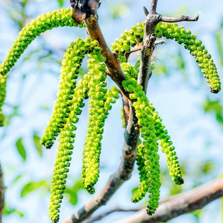 Walnut – Bachblüte Nr. 33