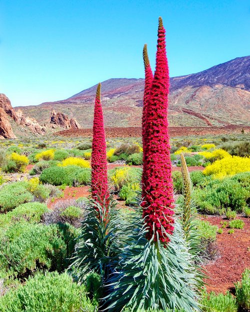 Der rote Teide-Natternkopf in den Cañadas auf Teneriffa