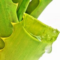 Hat Aloe Vera Saft Nebenwirkungen?