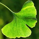 zu Anti Aging Tipps - Ginkgo Wirkung und Anwendung