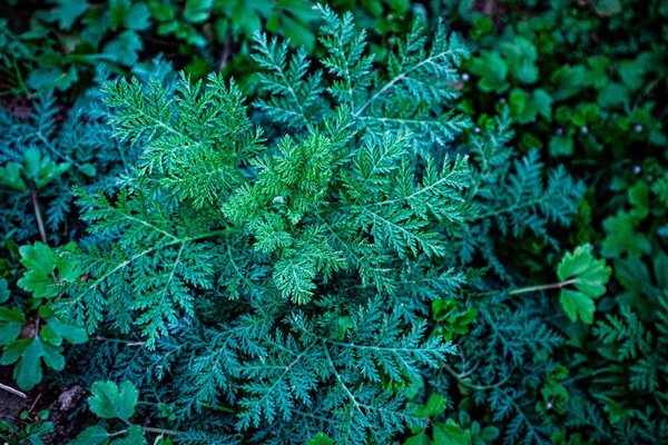 Die Vielseitigkeit von Artemisia annua, auch Einjähriger Beifuß genannt
