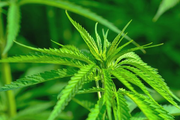 Ist Cannabis eine Alternative?