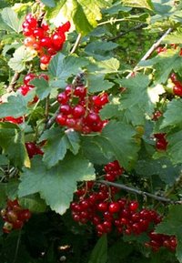 Obst Sorten und Gemüse Sorten: Rote Johannisbeeren
