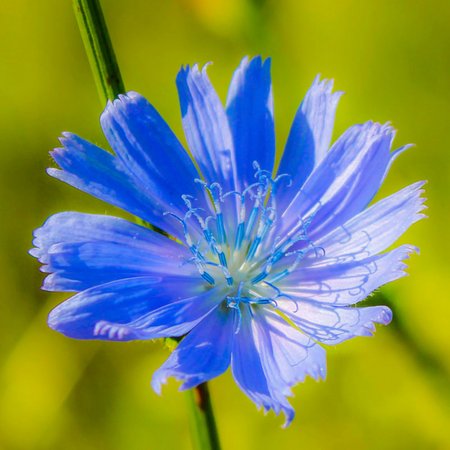 Chicory – Bachblüte Nr. 8