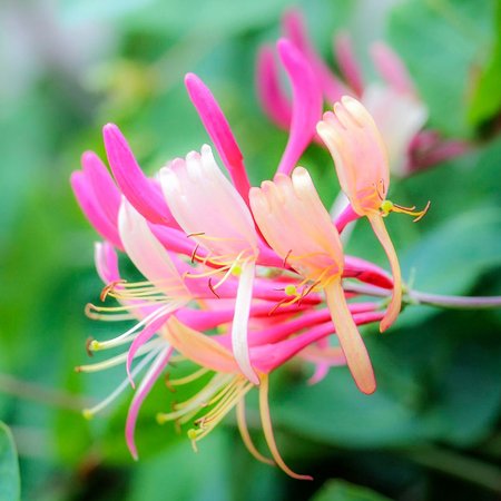 Honeysuckle – Bachblüte Nr. 16