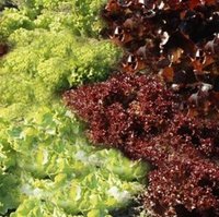 Obst Sorten und Gemüse Sorten: Sommersalate - frisch, gesund und kalorienarm