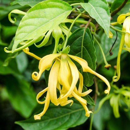 Ylang-Ylang-Öl – Ätherisches Öl