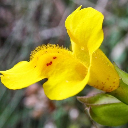 Mimulus – Bachblüte Nr. 20