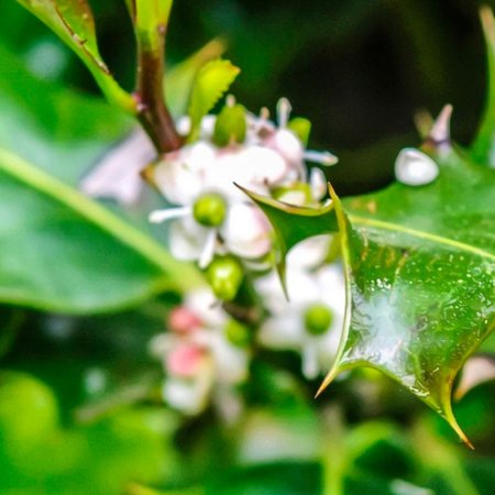 Holly – Bachblüte Nr. 15