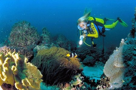 Reisen Oman - Ein unvergesslicher Urlaub in Oman. Die Unterwasserwelt der Halbinsel Musandam ist ein Eldorado für Taucher und Schnorchler.