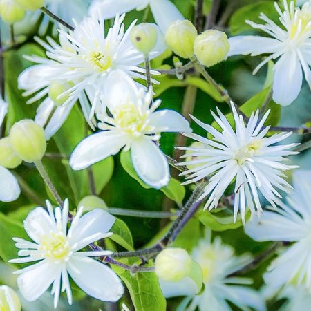 Clematis – Bachblüte Nr. 9