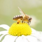 zu Bienenprodukte - Blütenpollen, Gesundheit für den Darm
